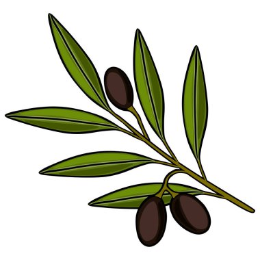 Olgun siyah zeytin ve yeşil yapraklı bir dalın vektör çizimi