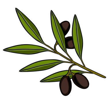 Koyu zeytin ve yeşil yapraklı, beyaz üzerine izole edilmiş bir dalın vektör çizimi