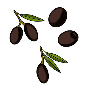Yeşil yapraklı dallarda, beyaz arkaplanda izole edilmiş olgun siyah zeytinlerin vektör çizimi