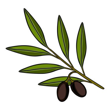 Parlak yapraklı ve olgun zeytinli koyu zeytin dalının vektör çizimi