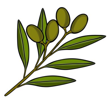 Zeytin ve yapraklı yeşil zeytin dalının vektör çizimi
