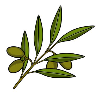Olgun zeytin ve canlı yapraklı yeşil zeytin dalının vektör çizimi