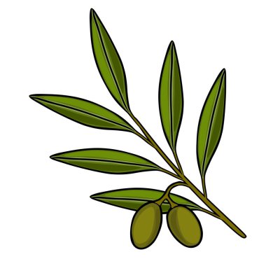 İki zeytin ve ayrıntılı yapraklı yeşil zeytin dalı çizimi