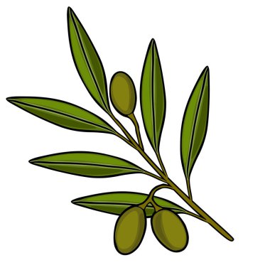 Canlı yeşil zeytin dalının vektör çizimi. Olgun zeytinler ve detaylı yapraklar, beyaz üzerine izole edilmiş.