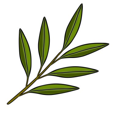 Beyaz arkaplanda parlak yapraklı yeşil zeytin dalı çizimi