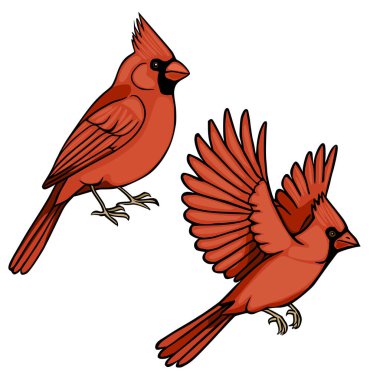 Canlı kırmızı kardinal çizimi, biri tünemiş, biri havada.