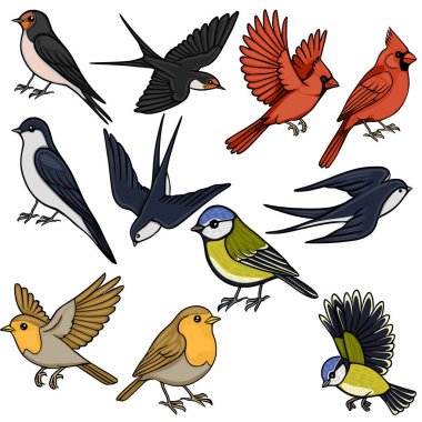 Collection of diverse vector bird illustrations, including swallows, cardinals, robins, and tits, depicted in various poses.