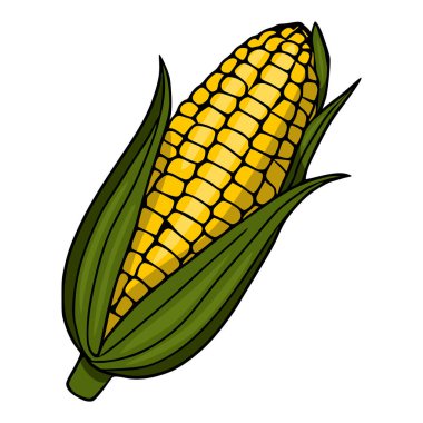 Yeşil kabuklu taze mısır kabuğunun canlı vektör çizimi, beyaz üzerine izole edilmiş.