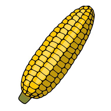 Beyaz arkaplanda izole edilmiş canlı sarı mısır koçanı vektör çizimi