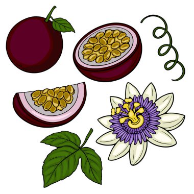 Tutku meyvesinin, çiçeğin ve yaprakların canlı temsili.