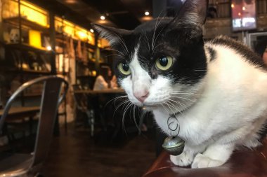 Merak uyandıran bir şeye bakan bir kedi