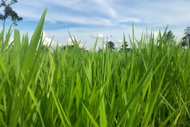 Brachiaria ruziziensis hayvanını beslemek için Ruzi otu