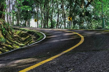 Yol kenarındaki kıvrımlı yol ağaçları ve çimenler.