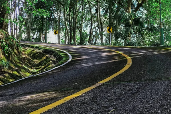 Yol kenarındaki kıvrımlı yol ağaçları ve çimenler.