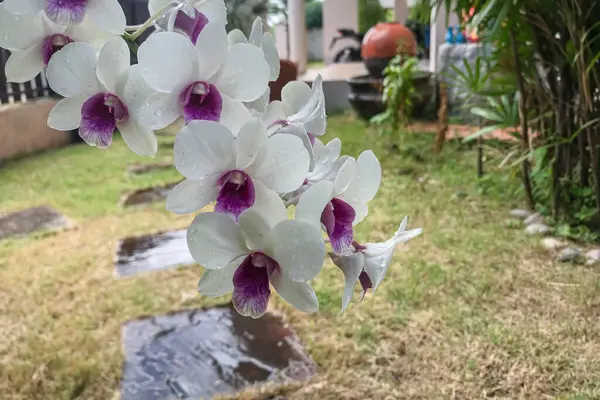 Orchidée Blanche Phalaenopsis Des Orchidées Thaïlandaises Développent Bien Dans Une — Photo