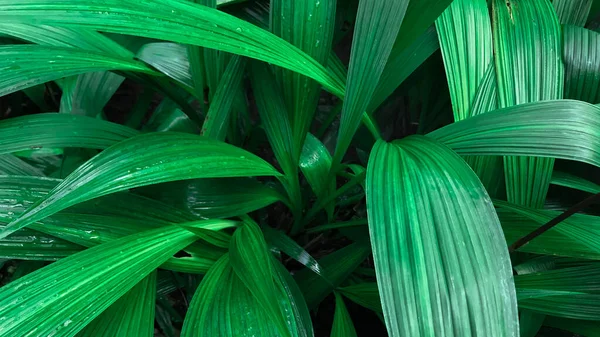 Yağmurdan Sonra Seçici Odak Yeşil Yapraklar — Stok fotoğraf