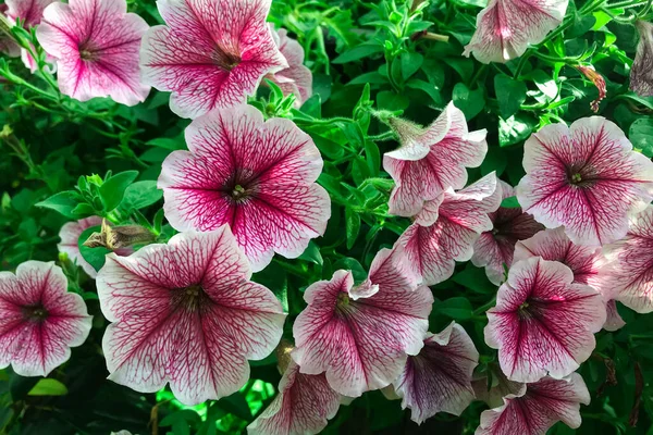 Letni Ogród Różowy Petunia Petunia Kwiat Petunia Hybrida — Zdjęcie stockowe