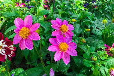 Helianthus Angustifolius ayçiçekleri bahar mevsiminde açan parlak sarı bataklık kümesi