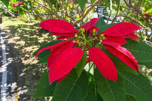 Bela Vibrante Vermelho Poinsettia Natal Estrela Flores Decorativas — Fotografia de Stock