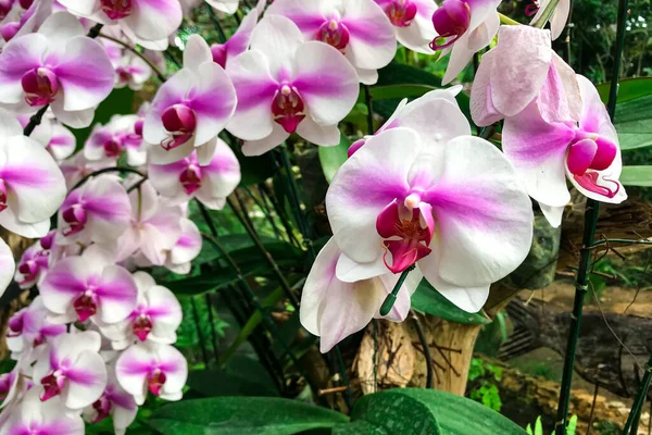 Белый Цветок Орхидеи Саду Зимой Phalaenopsis Орхидей — стоковое фото