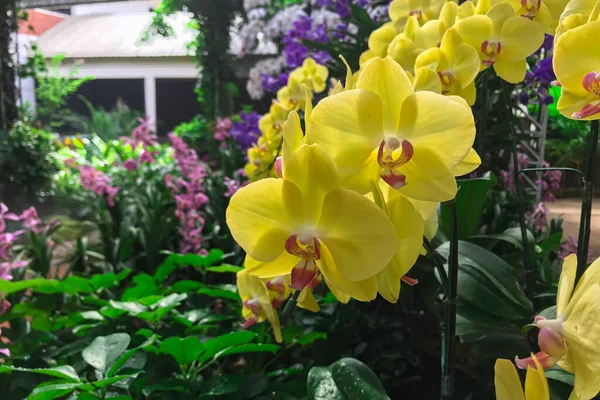 Orchidée Jaune Fleur Dans Jardin Hiver Orchidée Phalaenopsis — Photo