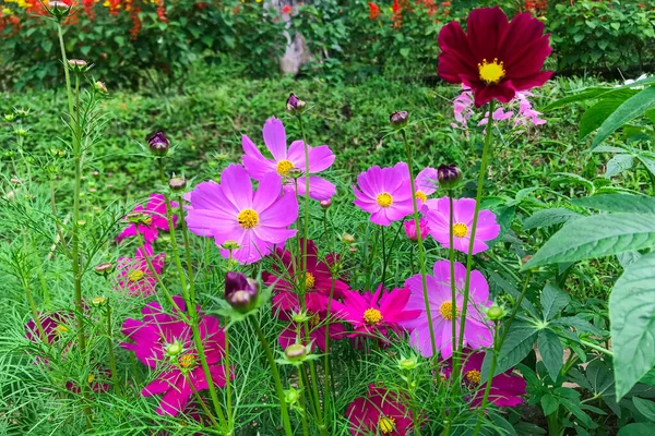 Pinkfarbene Kosmos Gartenblume Kosmos Bipinnatus — Stockfoto