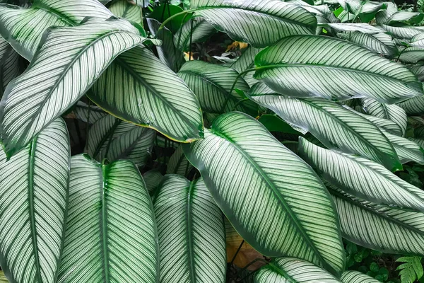 Dieffenbachia Tropikal Ormandan Yapraklar — Stok fotoğraf