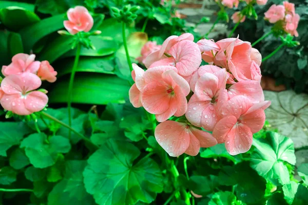 Flowers Blooming Garden Morning — Stock Photo, Image