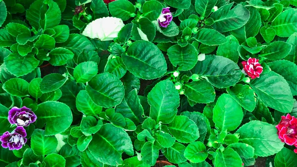 Flores Floreciendo Jardín Por Mañana — Foto de Stock