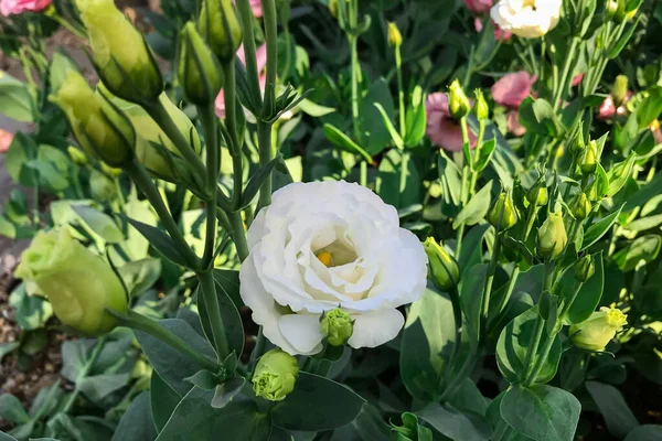 Fleurs Fleurissant Dans Jardin Matin — Photo