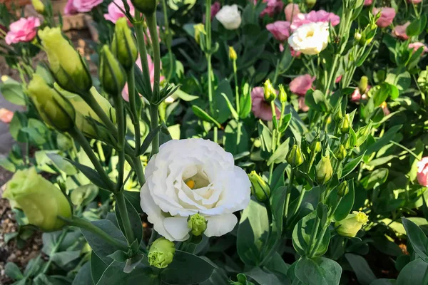 Fleurs Fleurissant Dans Jardin Matin — Photo