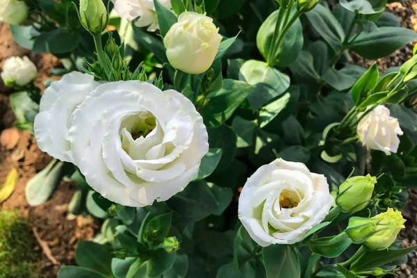 Fleurs Fleurissant Dans Jardin Matin — Photo