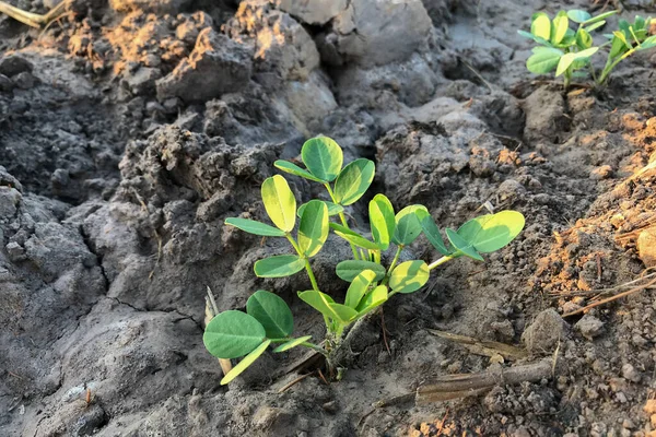 Sabah bahçede fıstıklar yetişiyor.