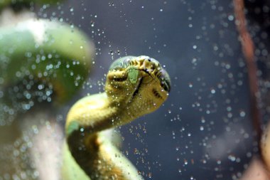 Teraryumdaki yılan.