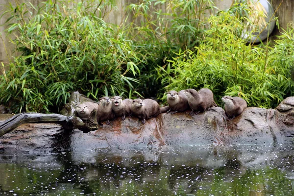 Gran familia de nutrias cerca del agua — Foto de Stock