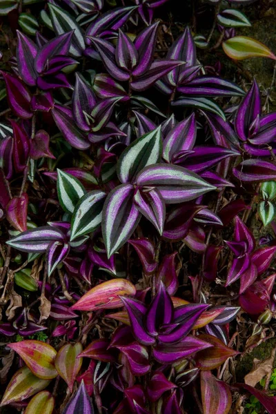 형형색색의 아름다운 이색적 스리랑카의 — 스톡 사진