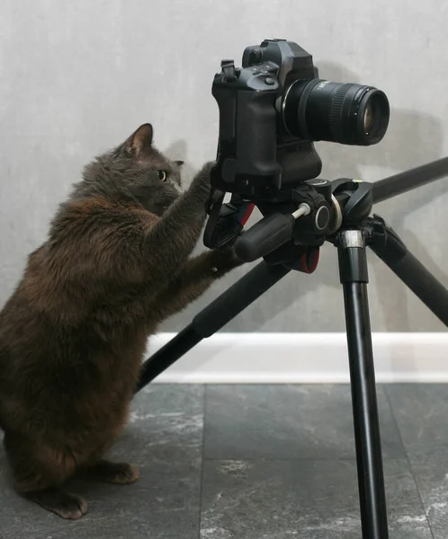 Gray Domestic Cat Photographer Camera Tripod Humor — 图库照片