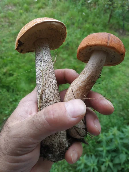Edible Noble Redhead Mushrooms Man Hand Mushroom Picking Season Russia — Stock Photo, Image