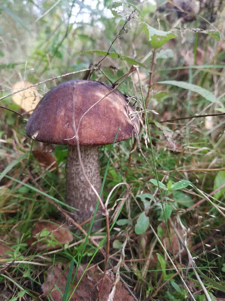 Jedlé Šlechtické Houby Boletus Roste Přírodních Podmínkách Povaha Ruska — Stock fotografie