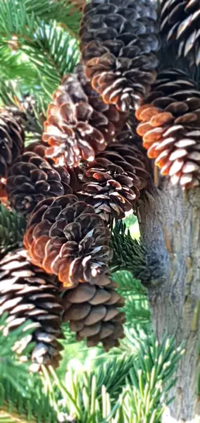 Grandes Cones Abeto — Fotografia de Stock