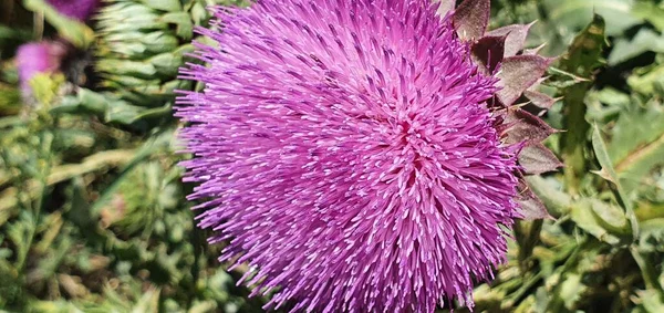 Güzel Mor Çiçek — Stok fotoğraf