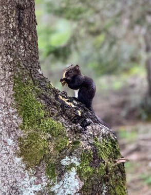 Yosun tutmuş ağaç gövdesinde oturan ve doğal orman ortamında yemek yiyen vahşi bir sincap.