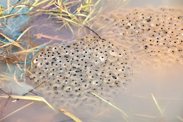 Frosch und Kaviar — Stockfoto