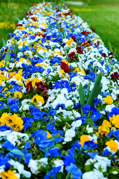 Цветочная клумба разноцветных цветов — стоковое фото