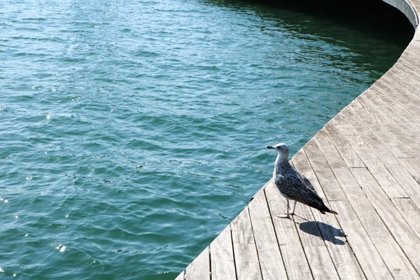 Spain. Catalonia. Barcelona. Seagull on the dock. — Stock Photo, Image