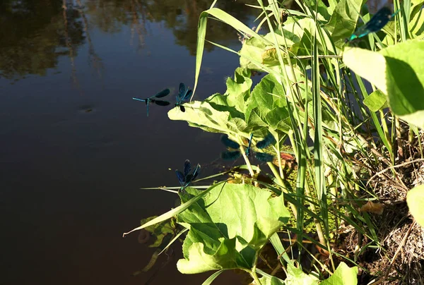 group of black dragonflies flutter over the water and marsh grasses in mating dances