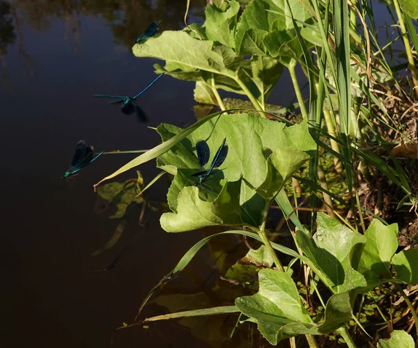 Dört siyah yusufçuk suyun üzerinde çırpınır ve çiftleşme danslarında bataklık otları