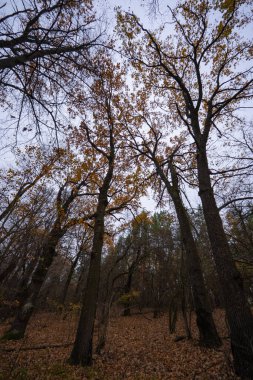The canopy of treetops and trunks creates contrasting autumn patterns against the sky.