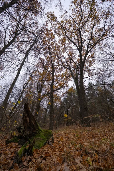 an old stump covered with moss under the arches of oak crowns in autumn tones
