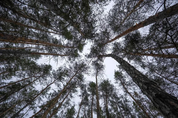 A dome of pine tree tops, like a kaleidoscope, draws symmetrical, contrasting patterns against the sky.